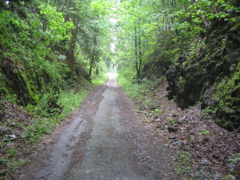 Durch den Wald hinauf