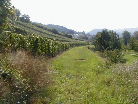 Zwischen Ballrechten und Sulzburg