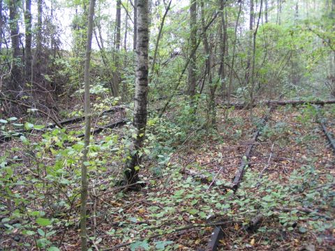 Umsetzgleise Schlachthof