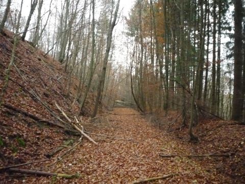 Zwischen Gr�fenhausen und Dietlingen